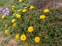 Pallenis maritima 2, Saxifraga-Peter Meininger