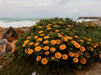 Pallenis maritima 4, Saxifraga-Peter Meininger