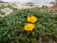 Pallenis maritima 5, Saxifraga-Ed Stikvoort