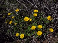 Pallenis maritima 9, Saxifraga-Ed Stikvoort