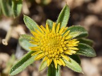 Pallenis spinosa 18, Saxifraga-Sonja Bouwman  Spiny starwort - Pallenis spinosa - Asteraceae familie; Dubrovnik (Kr)