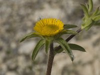 Pallenis spinosa 4, Saxifraga-Jan van der Straaten