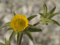 Pallenis spinosa 6, Saxifraga-Jan van der Straaten