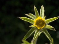 Pallenis spinosa 7, Saxifraga-Jan van der Straaten