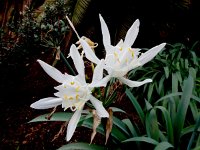 Pancratium canariense 2, Saxifraga-Ed Stikvoort