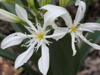 Pancratium illyricum 2, Saxifraga-Rutger Barendse