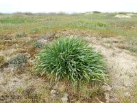 Pancratium maritimum 10, Saxifraga-Rutger Barendse