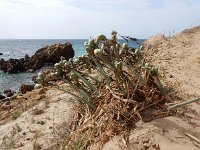 Pancratium maritimum 13, Saxifraga-Ed Stikvoort