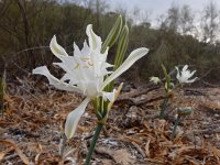 Pancratium maritimum 15, Saxifraga-Ed Stikvoort