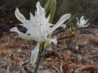 Pancratium maritimum 16, Saxifraga-Ed Stikvoort