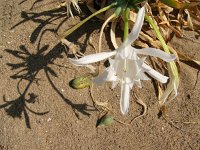 Pancratium maritimum 2, Saxifraga-Harry van Oosterhout : Turkije