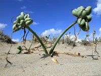 Pancratium maritimum 5, Saxifraga-Ed Stikvoort