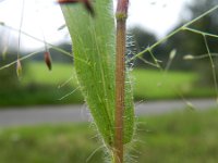 Panicum capillare 4, Draadgierst, Saxifraga-Rutger Barendse