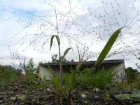 Panicum capillare 6, Draadgierst, Saxifraga-Rutger Barendse