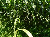 Panicum capillare ssp barbipulvinatum 11, Saxifraga-Rutger Barendse