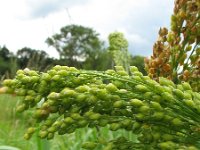 Panicum miliaceum 2, Pluimgierst, Saxifraga-Rutger Barendse