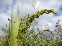 Panicum miliaceum 23, Pluimgierst, Saxifraga-Ed Stikvoort