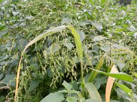 Panicum miliaceum ssp ruderale 16, Saxifraga-Rutger Barendse