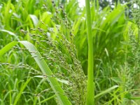 Panicum schinzii 5, Zuid-Afrikaanse gierst, Saxifraga-Rutger Barendse