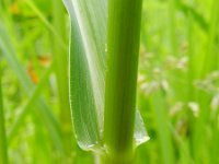 Panicum schinzii 6, Zuid-Afrikaanse gierst, Saxifraga-Rutger Barendse