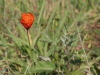 Papaver argemone 10, Ruige klaproos, Saxifraga-Rutger Barendse