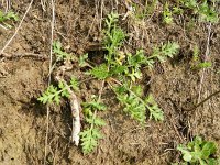 Papaver argemone 11, Ruige klaproos, Saxifraga-Rutger Barendse