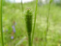 Papaver argemone 12, Ruige klaproos, Saxifraga-Rutger Barendse