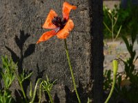 Papaver argemone 14, Ruige klaproos, Saxifraga-Ed Stikvoort