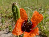 Papaver argemone 16, Ruige klaproos, Saxifraga-Ed Stikvoort