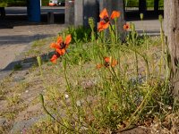 Papaver argemone 17, Ruige klaproos, Saxifraga-Ed Stikvoort