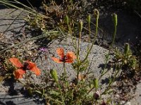 Papaver argemone 18, Ruige klaproos, Saxifraga-Ed Stikvoort