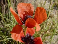 Papaver argemone 19, Ruige klaproos, Saxifraga-Ed Stikvoort