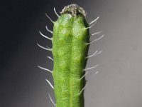 Papaver argemone 2, Ruige klaproos, Saxifraga-Peter Meininger