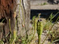 Papaver argemone 21, Ruige klaproos, Saxifraga-Ed Stikvoort