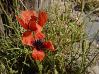 Papaver argemone 22, Ruige klaproos, Saxifraga-Ed Stikvoort