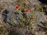 Papaver argemone 23, Ruige klaproos, Saxifraga-Ed Stikvoort