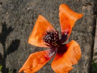 Papaver argemone 25, Ruige klaproos, Saxifraga-Ed Stikvoort