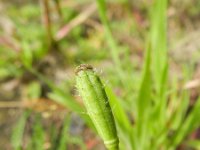 Papaver argemone 3, Ruige klaproos, Saxifraga-Rutger Barendse