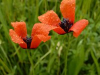 Papaver argemone 32, Ruige klaproos, Saxifraga-Ed Stikvoort