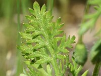 Papaver argemone 34, Ruige klaproos, Saxifraga-Sonja Bouwman  864. Ruige klaproos - Papaver argemone - Papaveraceae familie (i)