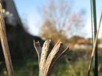 Papaver argemone 4, Ruige klaproos, Saxifraga-Rutger Barendse