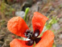 Papaver argemone 6, Ruige klaproos, Saxifraga-Rutger Barendse