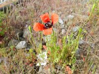 Papaver argemone 7, Ruige klaproos, Saxifraga-Rutger Barendse