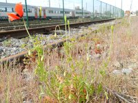 Papaver argemone 8, Ruige klaproos, Saxifraga-Rutger Barendse