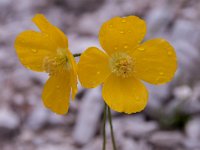 Papaver aurantiacum 3, Saxifraga-Luuk Vermeer