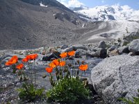 Papaver croceum 3, Saxifraga-Jeroen Willemsen