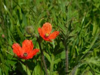 Papaver dubium 10, Bleke klaproos, Saxifraga-Ed Stikvoort