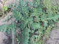 Papaver dubium 14, Bleke klaproos, Saxifraga-Rutger Barendse