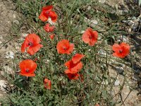 Papaver dubium 2, Bleke klaproos, Saxifraga-Jan van der Straaten