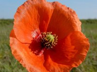 Papaver dubium 25, Bleke klaproos, Saxifraga-Ed Stikvoort